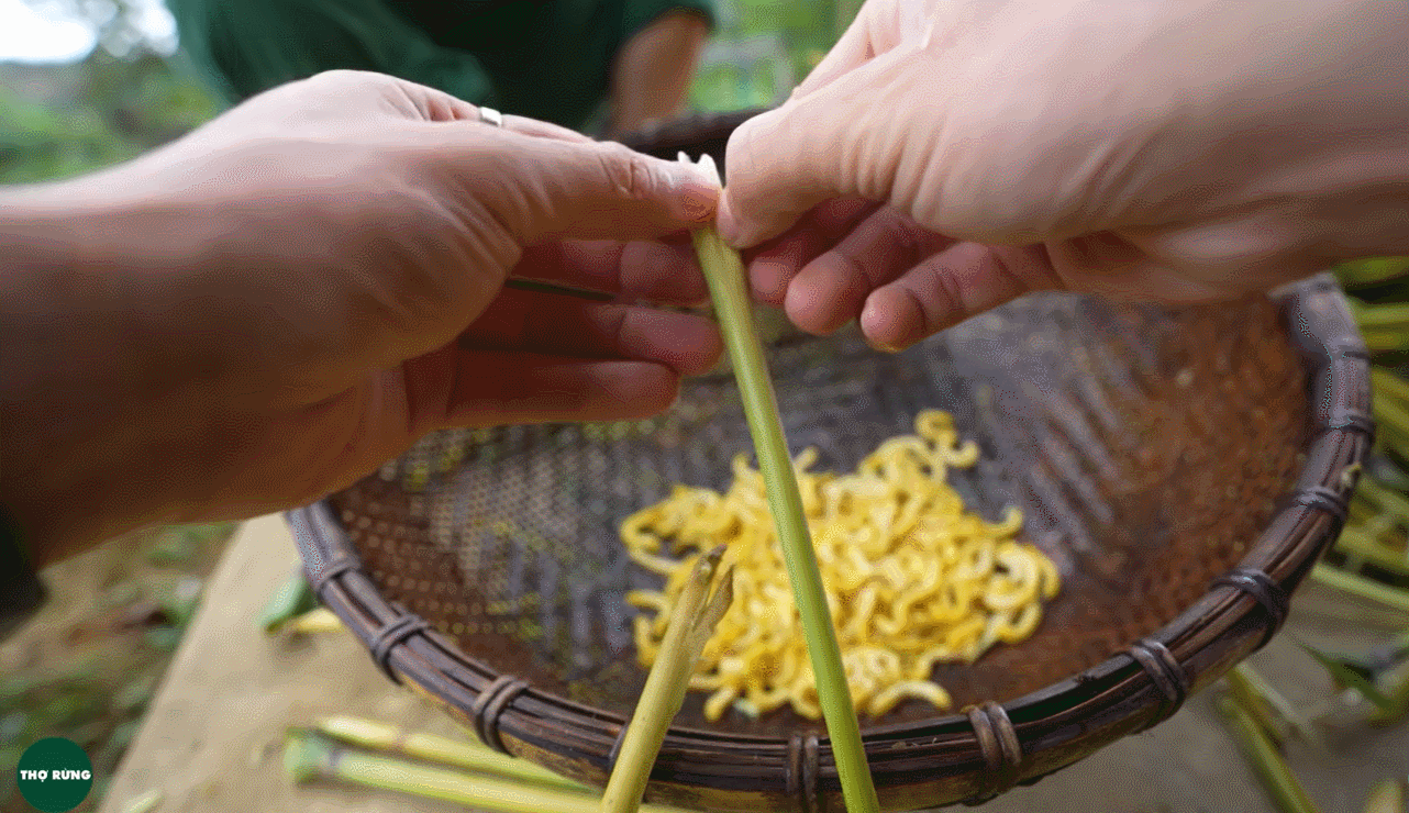 sâu chít thợ rừng.gif