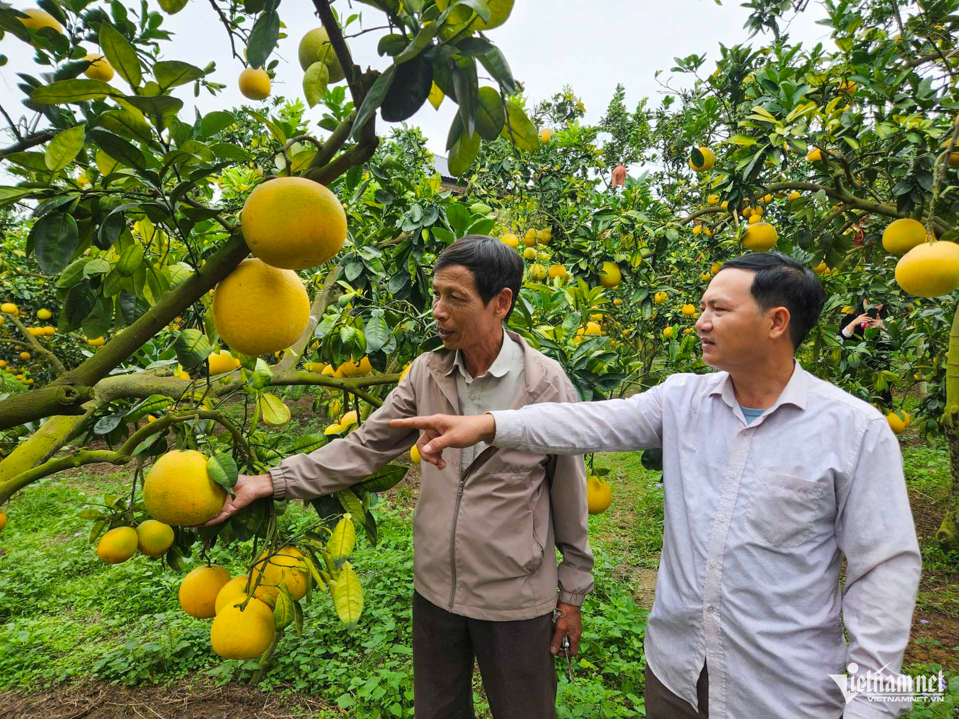 W-bưởi bắc ninh_1.JPG.jpg