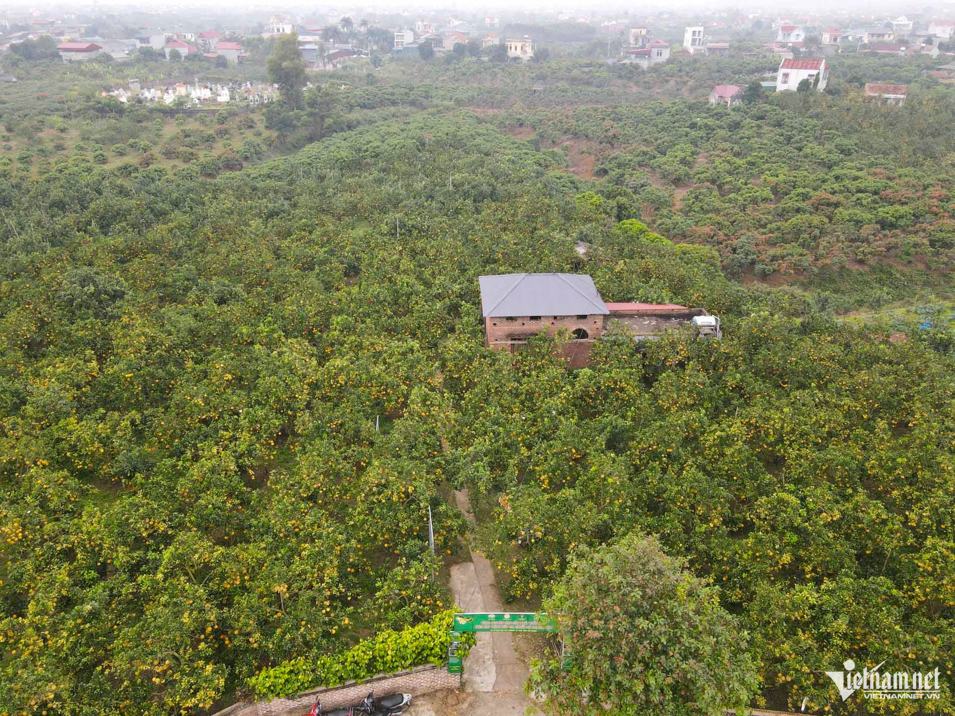 W-bưởi bắc ninh_2.JPG.jpg