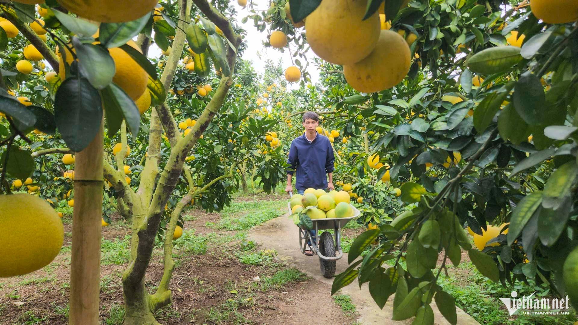 W-bưởi bắc ninh_3.JPG.jpg