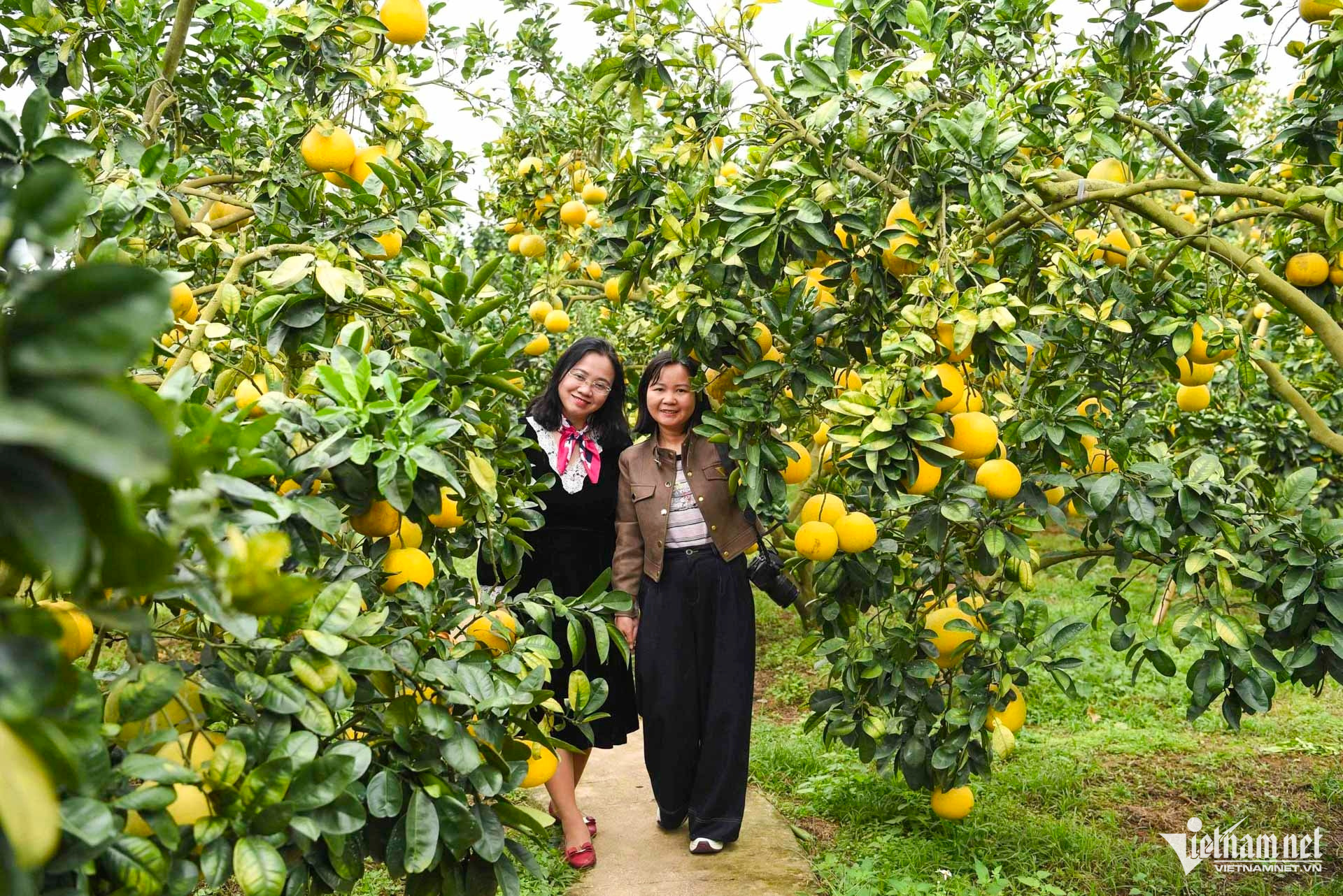 W-bưởi bắc ninh_5.JPG.jpg