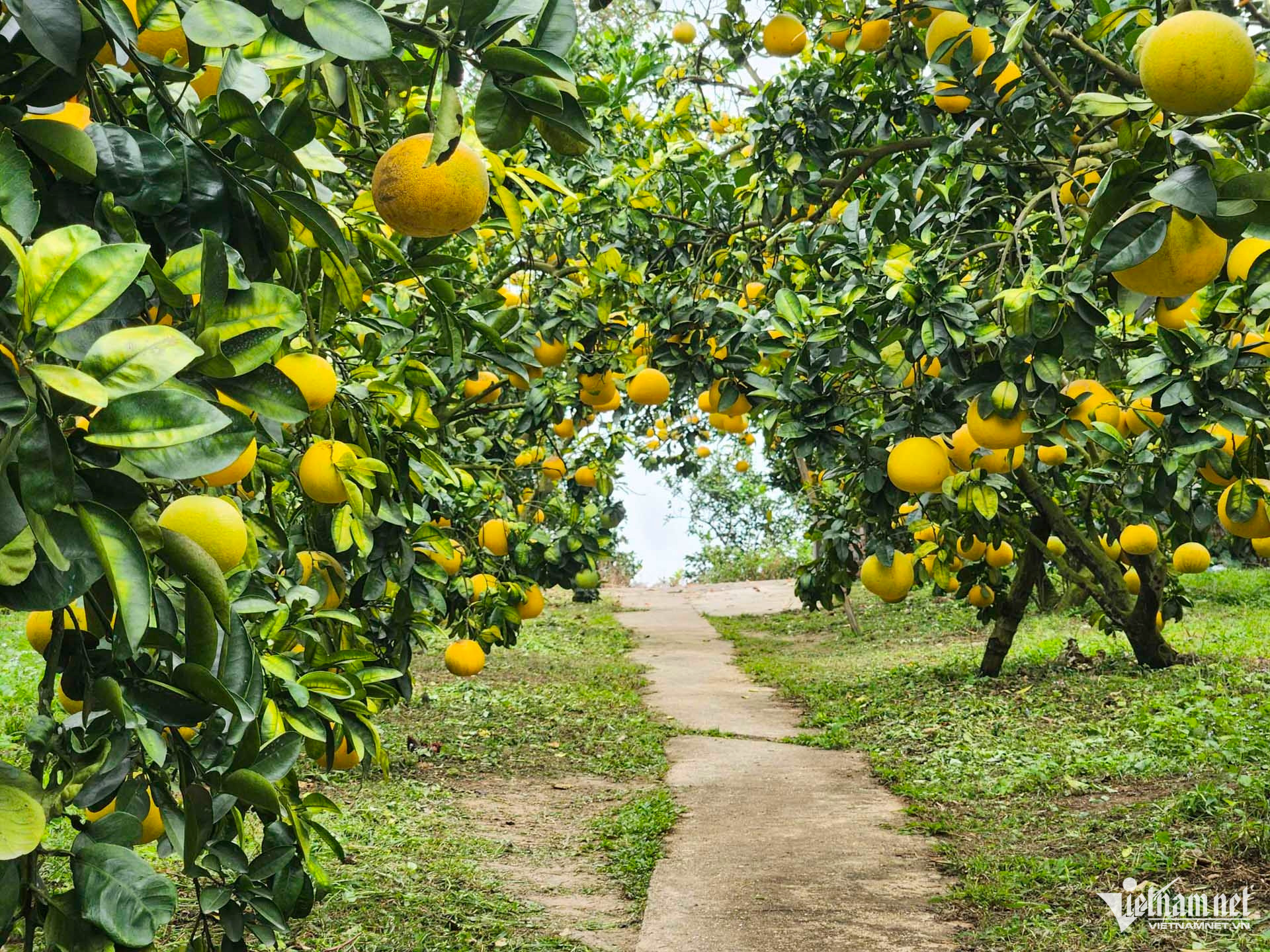 W-bưởi bắc ninh_7.JPG.jpg