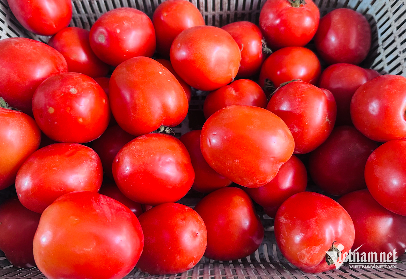 w gia ca chua 3315.png