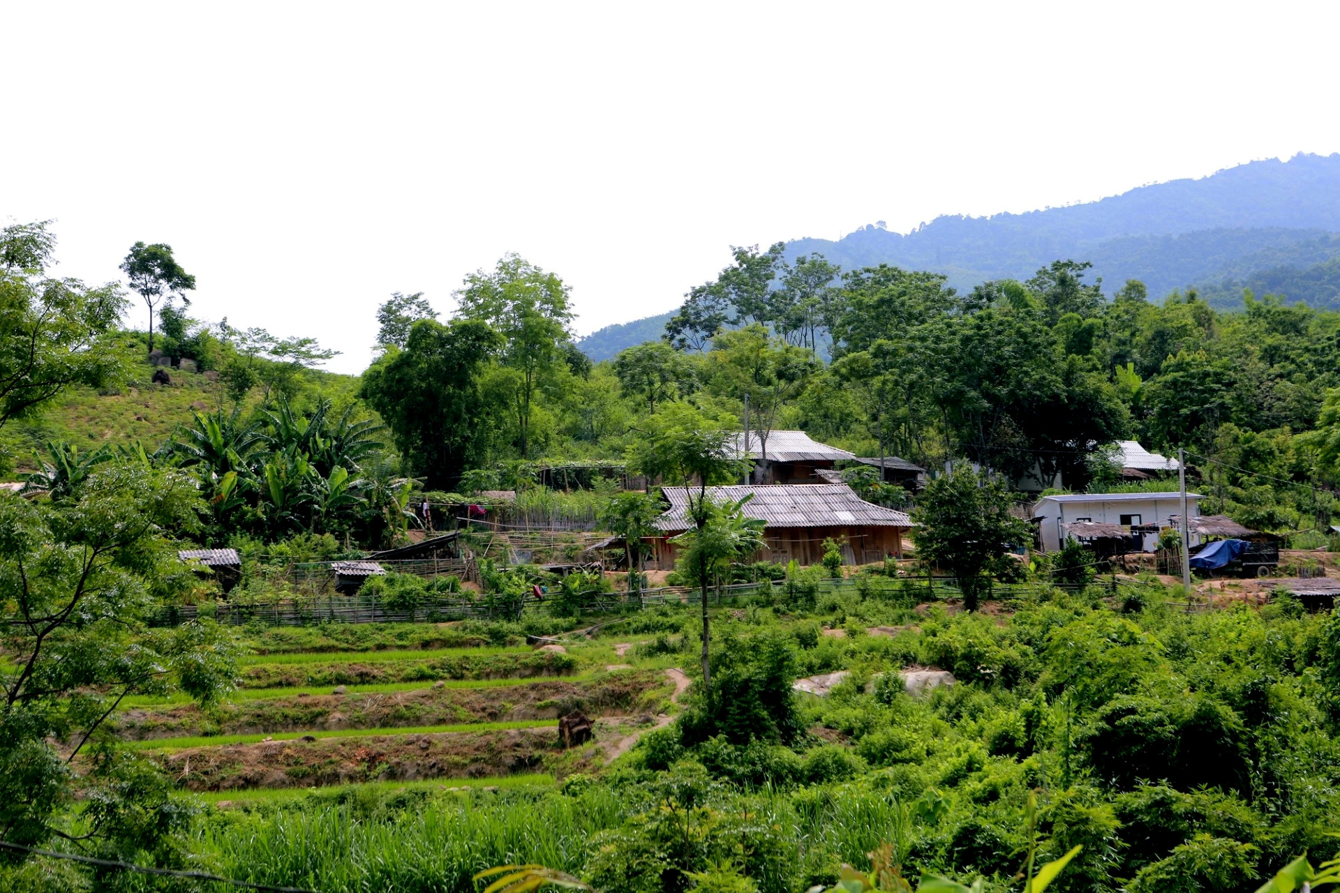 a5Bí thư chi bộ vượt khó làm giàu.jpg