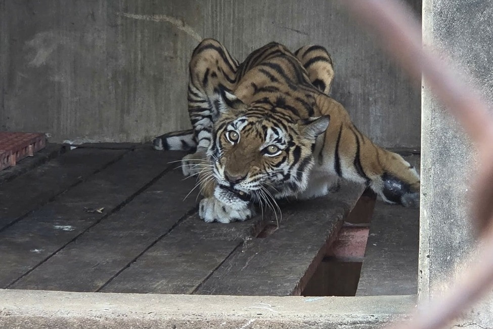 Công an kiểm tra cơ sở nuôi nhốt nhiều hổ, báo ở TPHCM