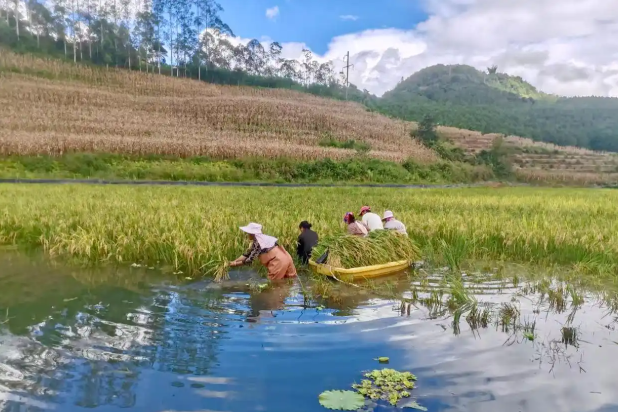 Một ruộng hai lời: Xã nghèo đổi đời nhờ trồng lúa, nuôi tôm hùm