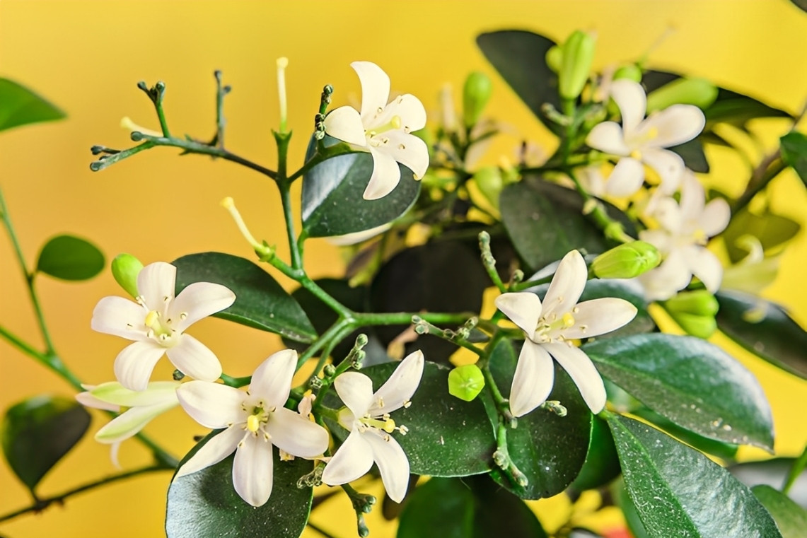 Nguyệt quế - loài cây tỏa hương, mang biểu tượng của thành công