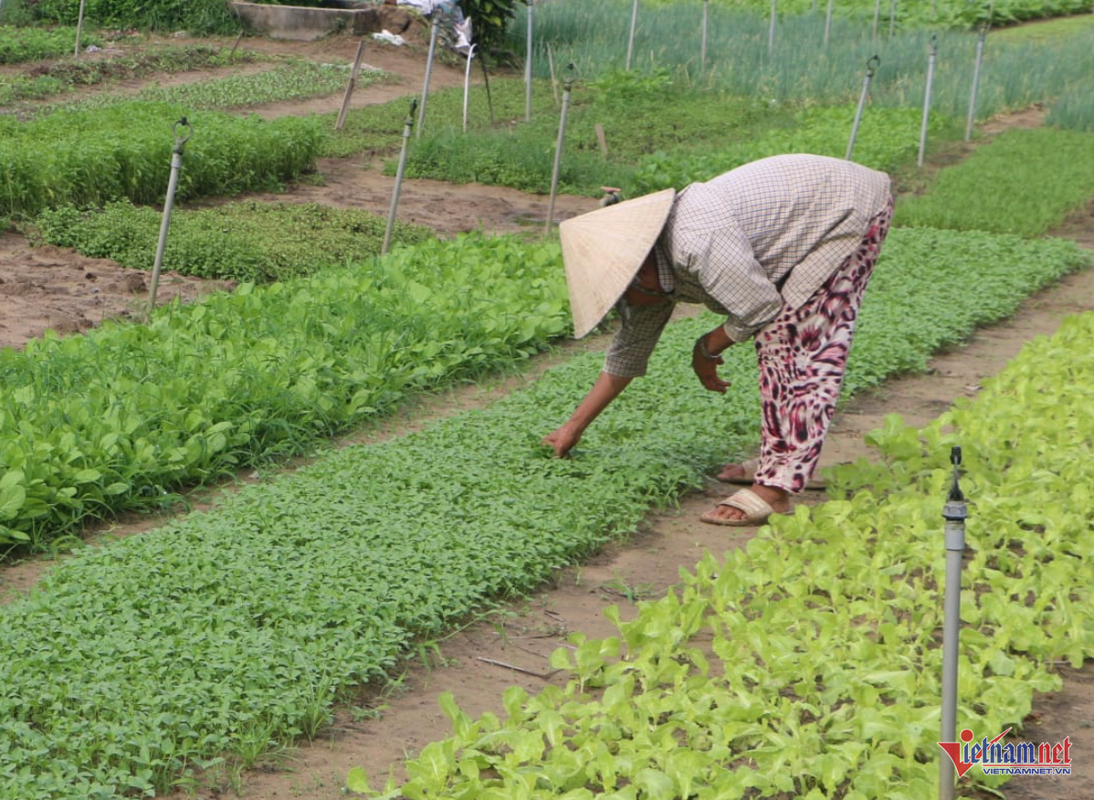 W-Nông dân quảng trị.png