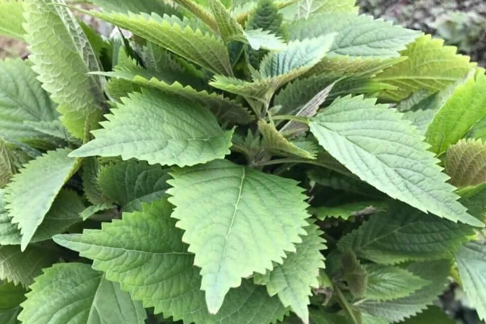 2 loại rau thơm được chuyên gia khuyên ăn hằng ngày để trường thọ