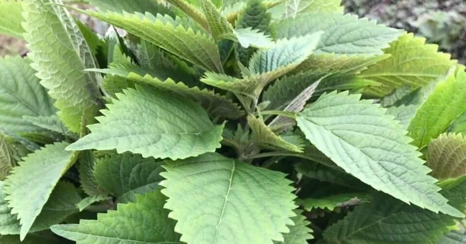 2 loại rau thơm được chuyên gia khuyên ăn hằng ...