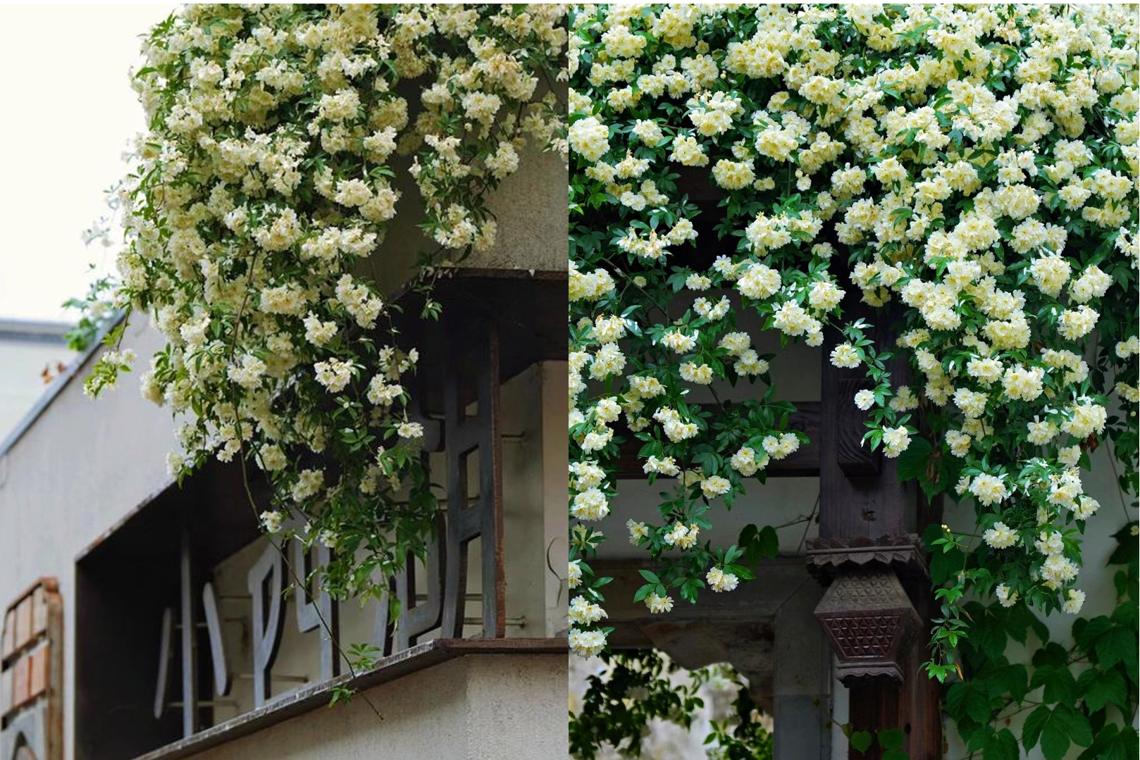 Mộc hương - 'nữ hoàng dây leo' tỏa hương, mang vượng khí cho không gian sống