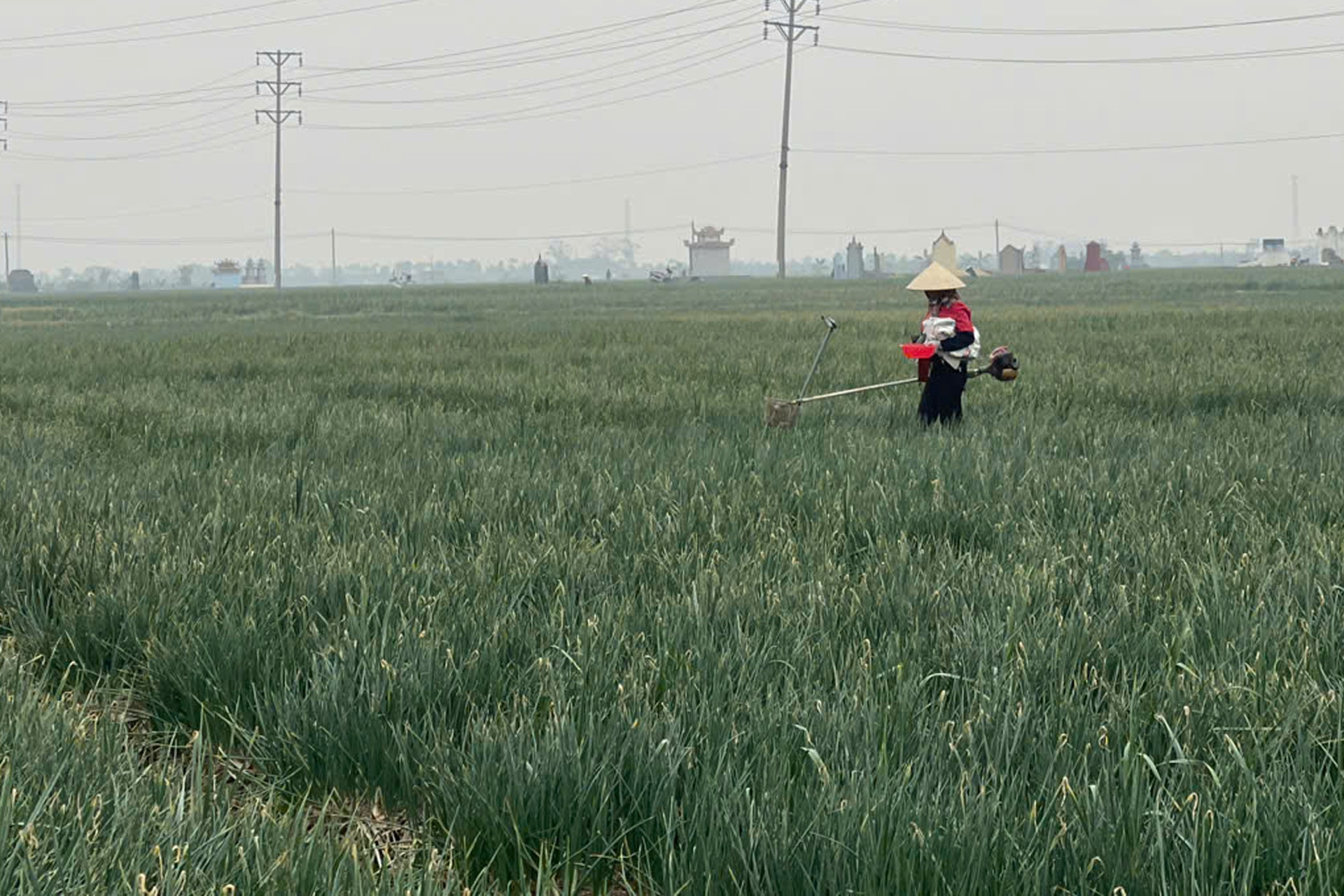 Thông tin, dữ liệu viễn thám giúp kinh tế nông nghiệp phát triển bền vững