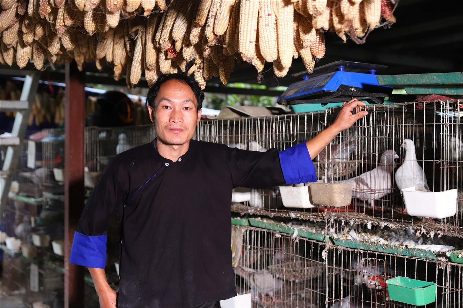 Từ nương ngô đến kinh tế số: Chàng trai người Mông làm giàu từ nuôi bồ câu