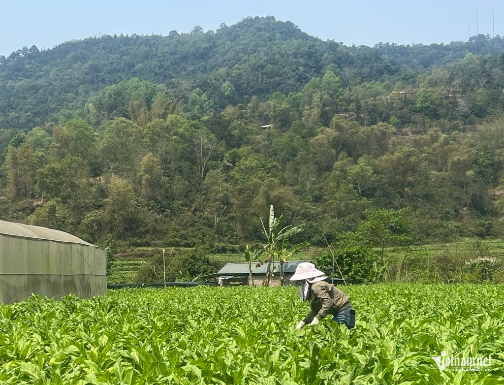 Box https://static-images.vnncdn.net/vps_images_publish/000001/000003/2025/12/16/w-anh-4-628.jpg