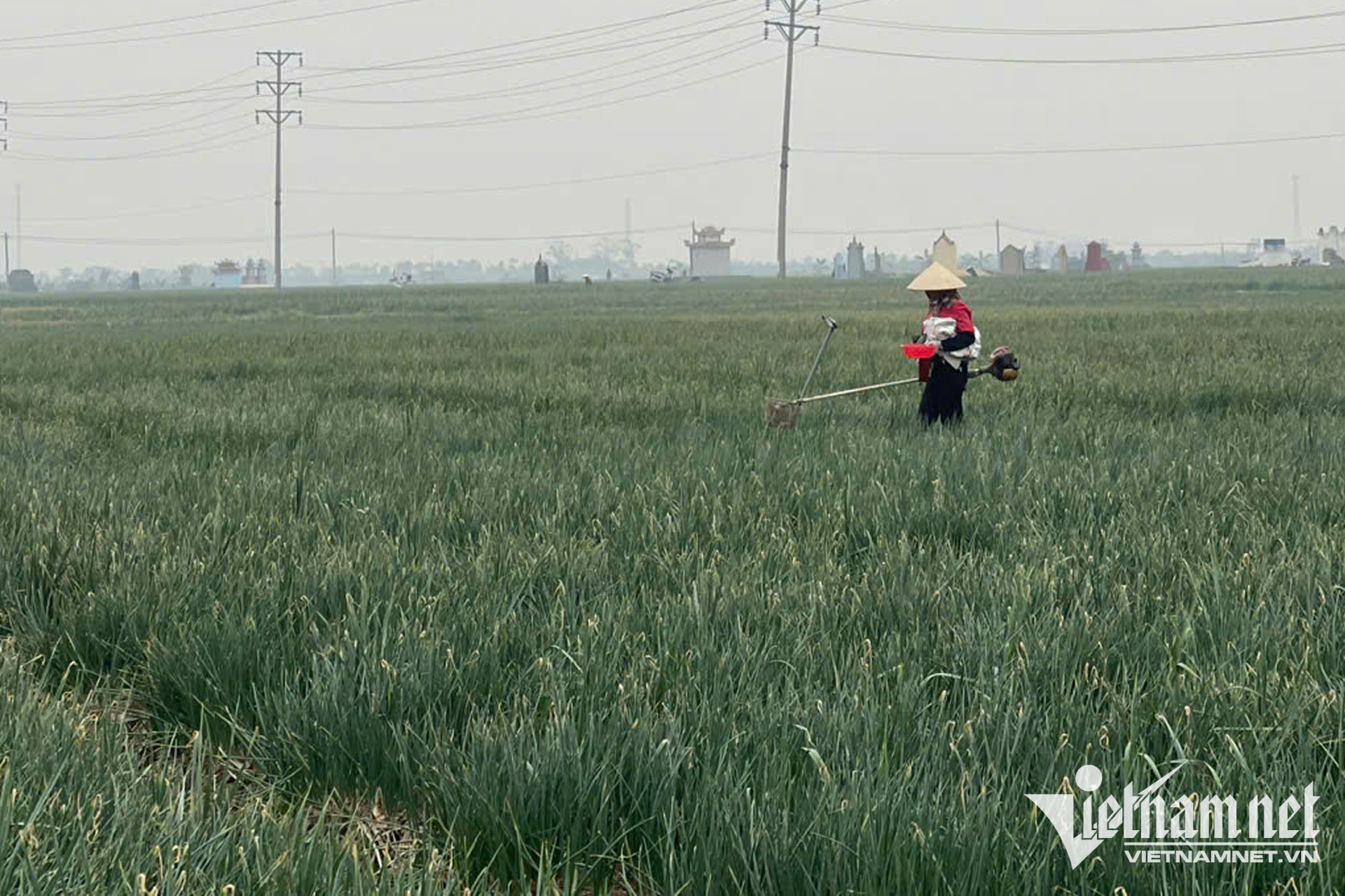 W-nong san Viet Nam 1.jpg