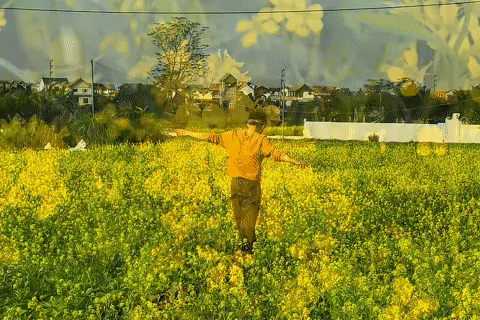 Cánh đồng hoa cải cách trung tâm Hà Nội 30km nở rộ, khách vượt xa đến check-in