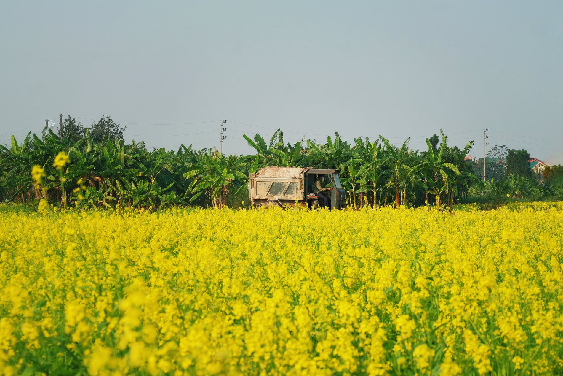 cánh đồng hoa cải vàng 2.jpg