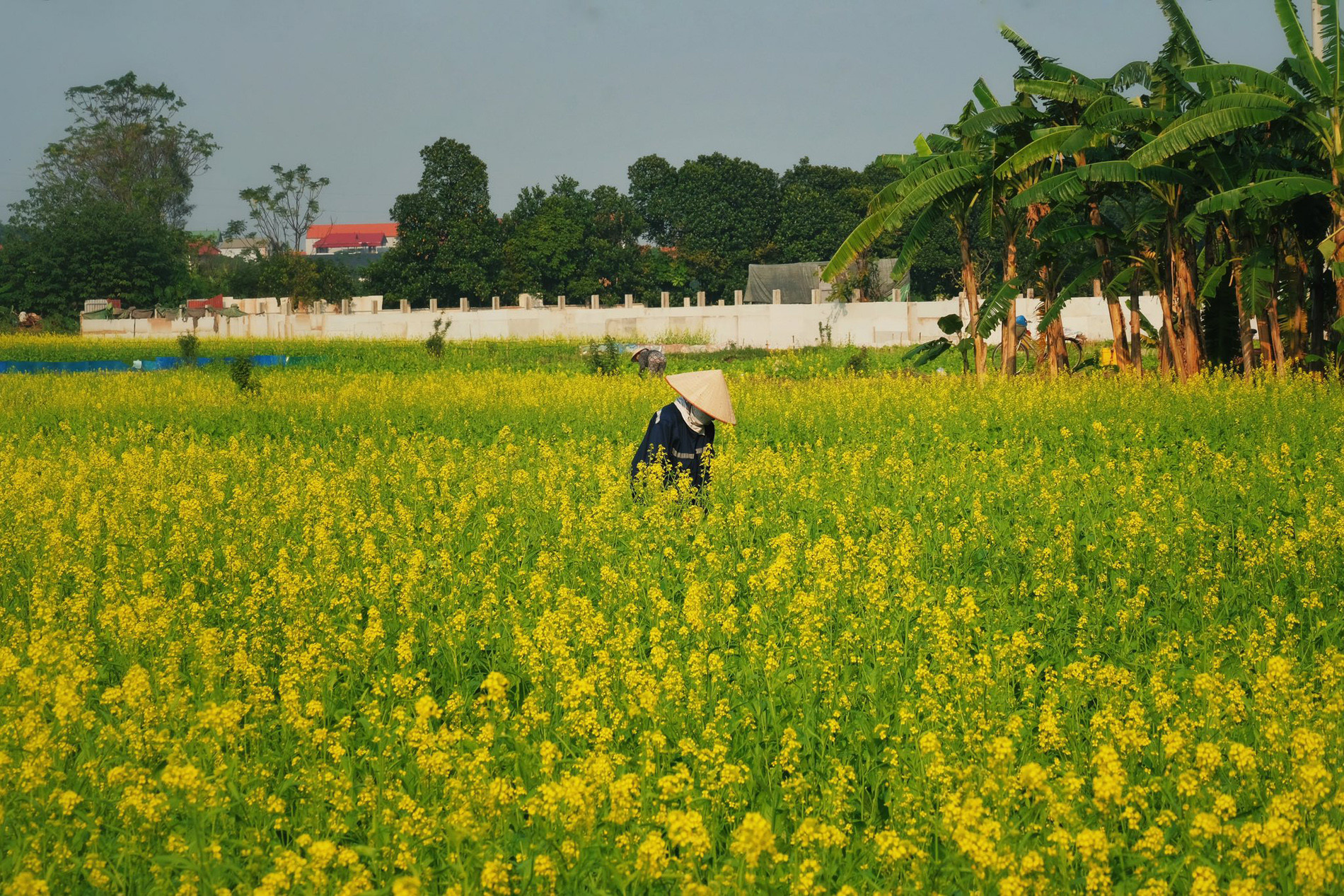 cánh đồng hoa cải vàng 3.jpg