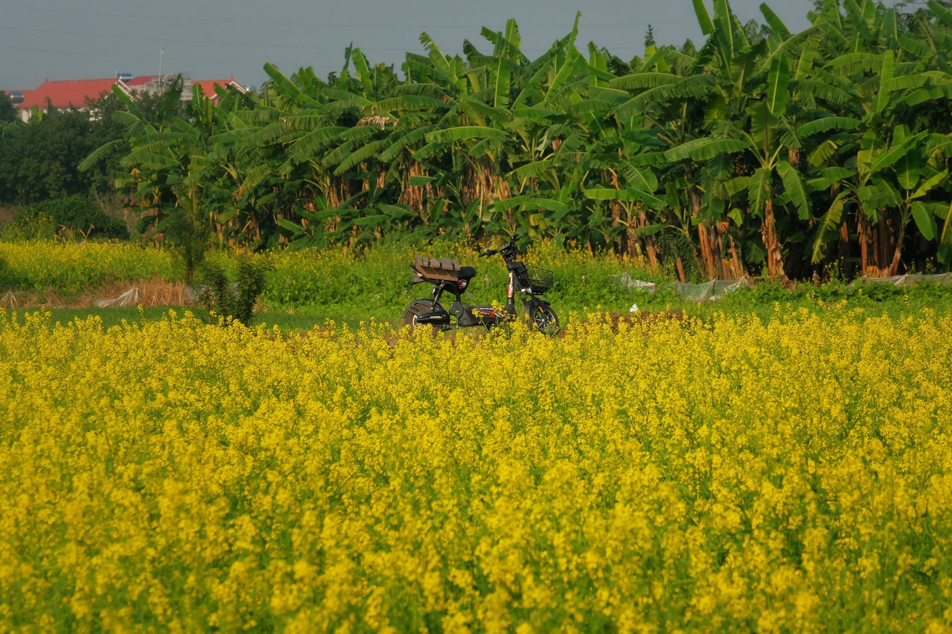 cánh đồng hoa cải vàng 4.jpg