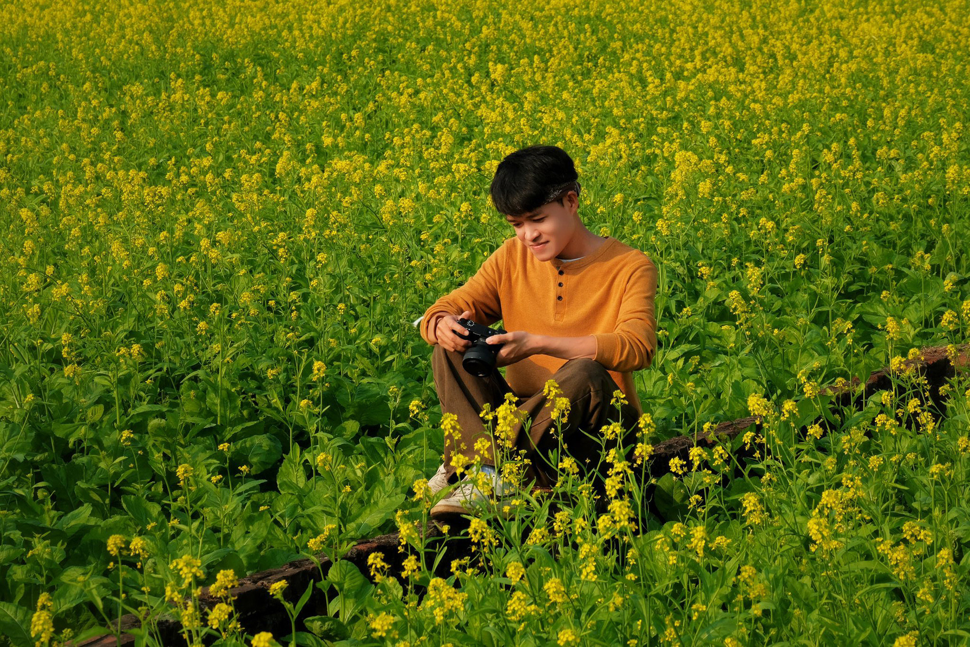 cánh đồng hoa cải vàng.jpg