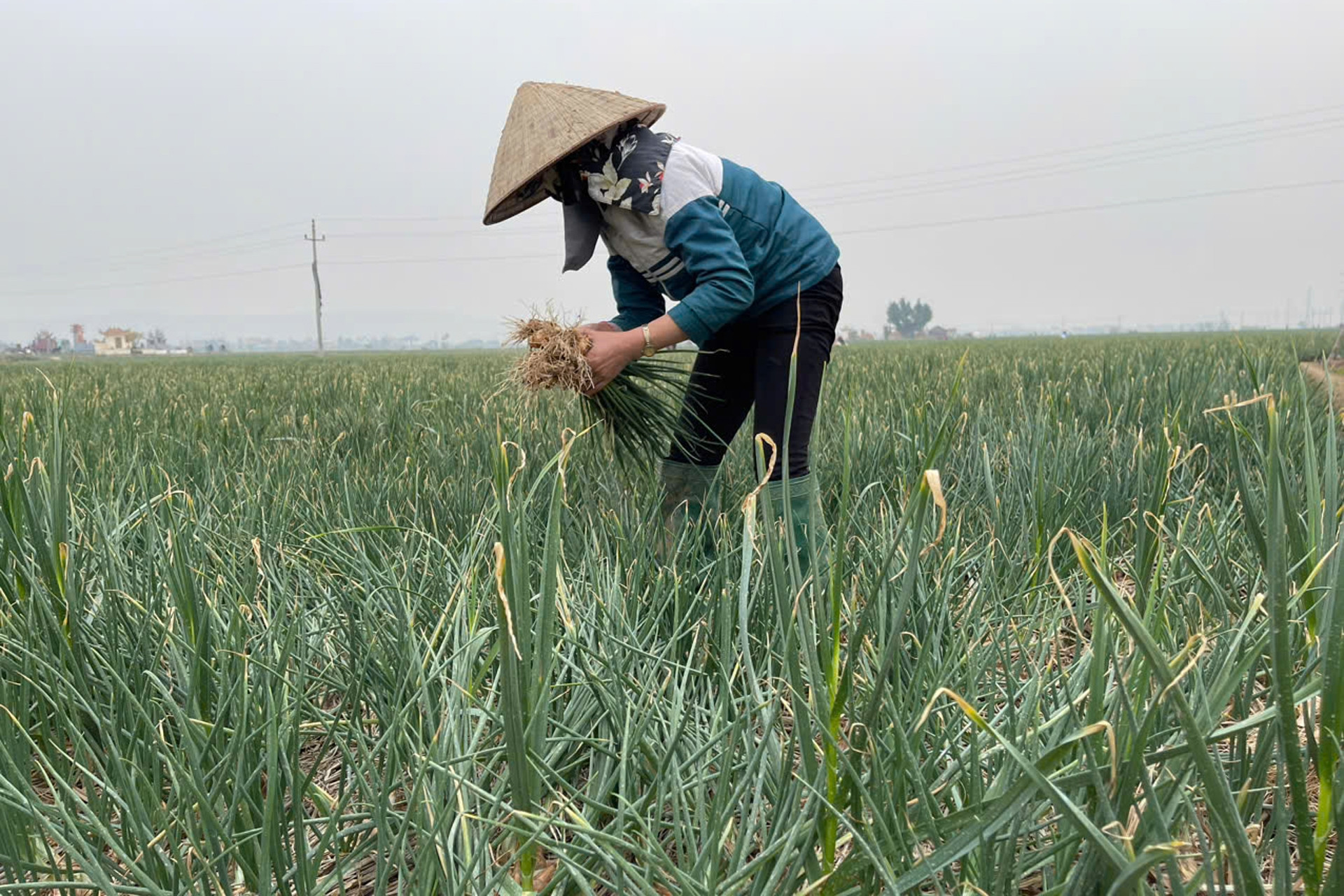 Sáng kiến rút ngắn khoảng cách giữa nông dân, nhà khoa học, thị trường nông sản