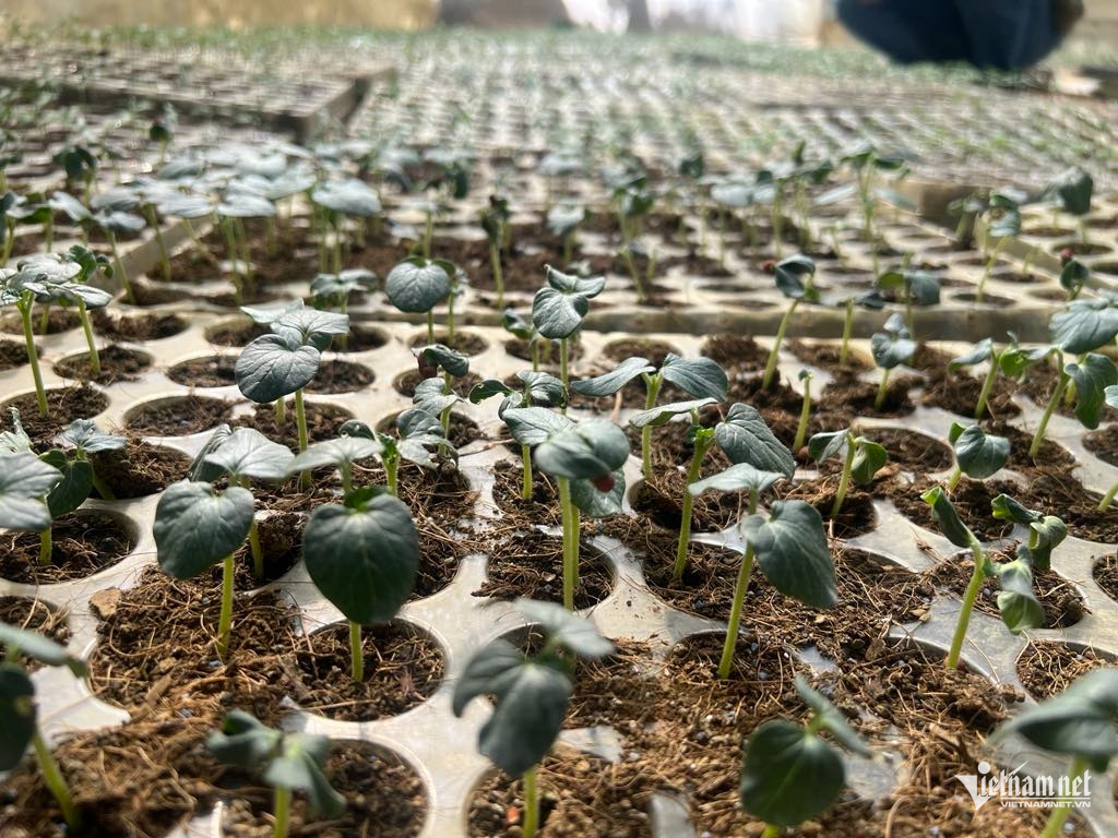 Box https://static-images.vnncdn.net/vps_images_publish/000001/000003/2025/12/17/w-anh-3-esg-va-cdx-596.jpg