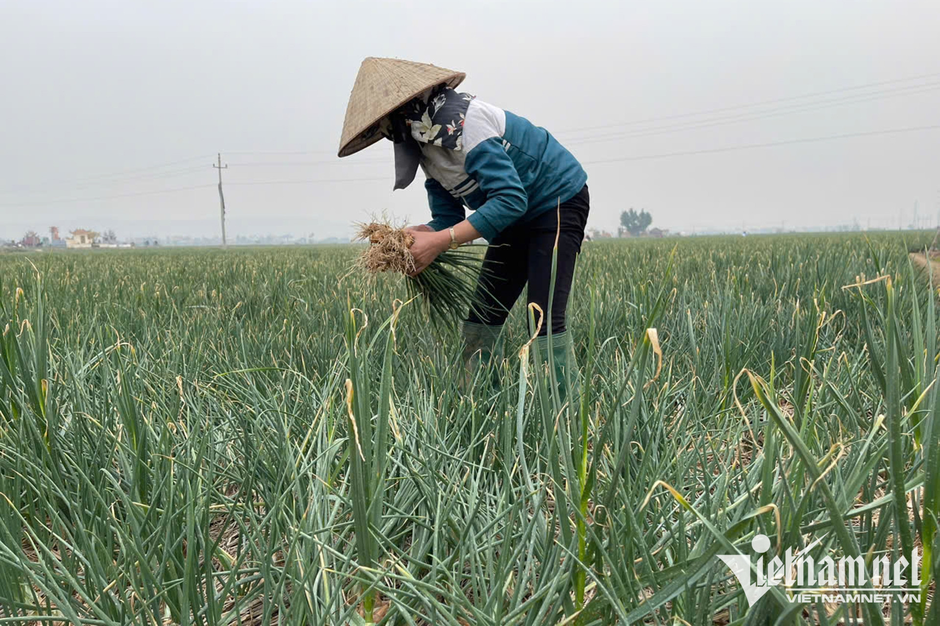 W-chuoi lien ket nong san 01.jpg