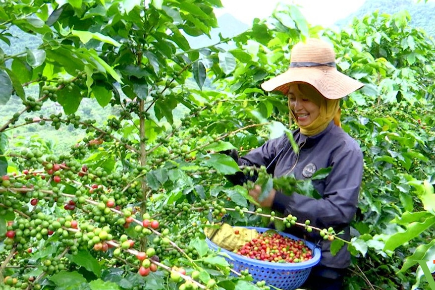 Cà phê sắp thu 8 tỷ USD, nông dân Tây Nguyên vào vụ ‘hái tiền tỷ’