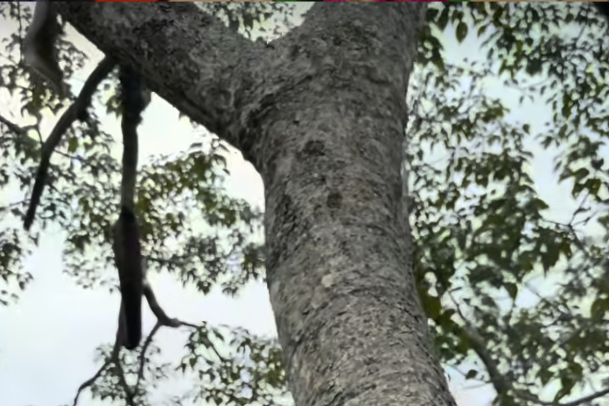 Ứng dụng công nghệ số trong công tác quản lý, thu thập dữ liệu bảo vệ rừng