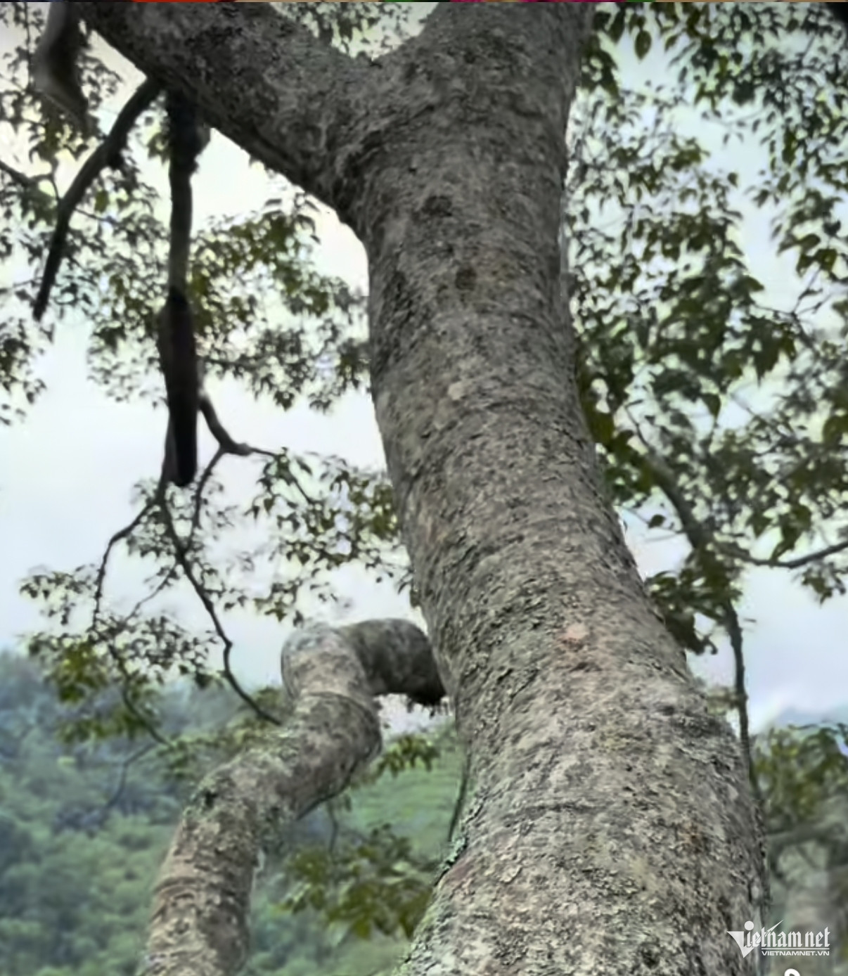 W-bảo vệ rừng.jpeg