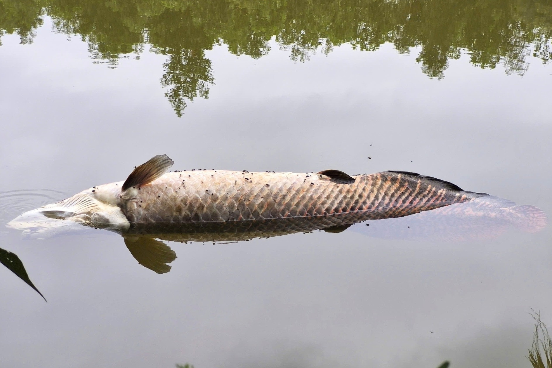 Cá 'khủng' nghi hải tượng long Amazon chết nổi trên hồ nước ở Đà Nẵng