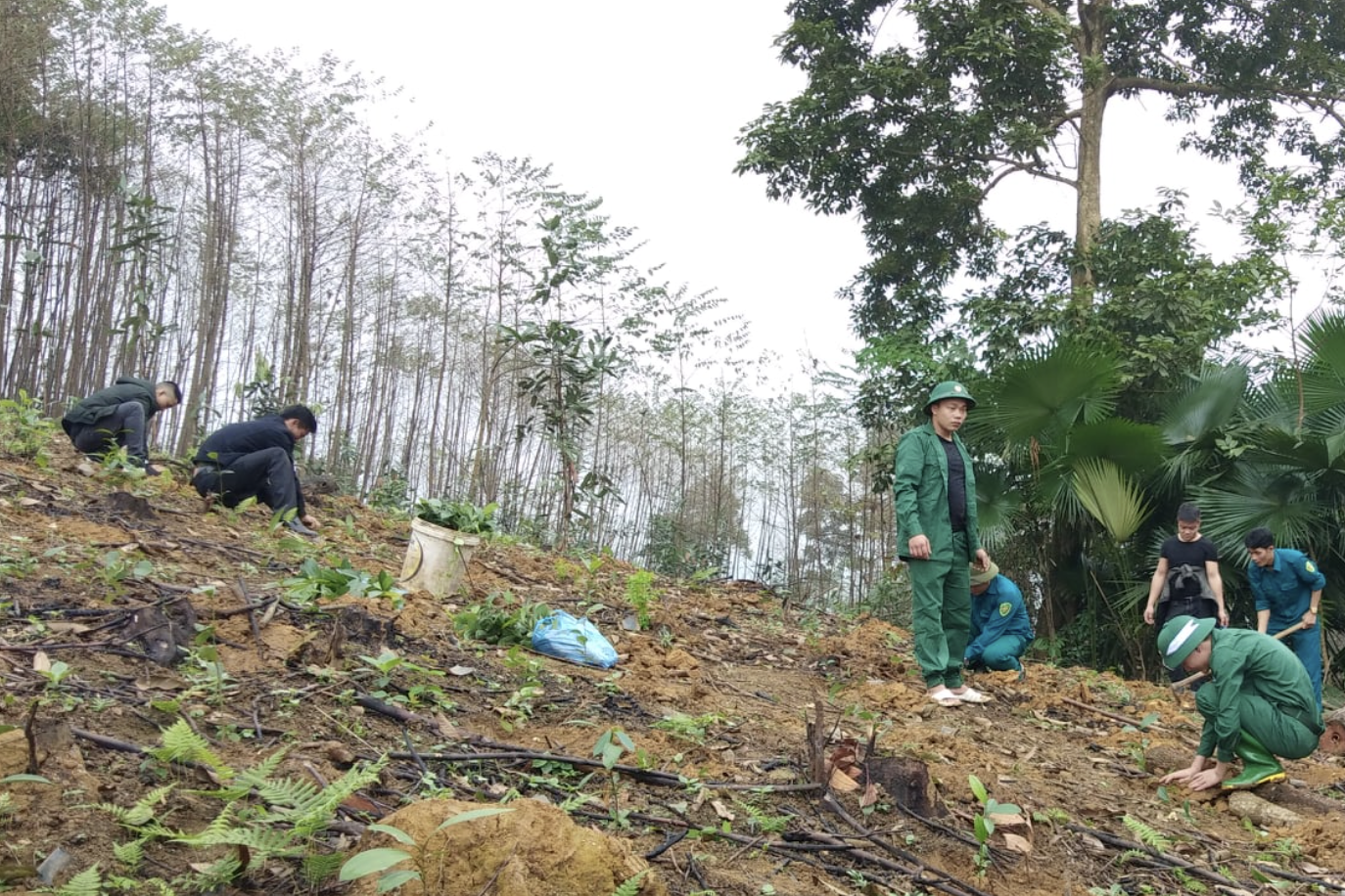 Lào Cai số hóa rừng trồng, mở rộng dư địa giá trị lâm sản