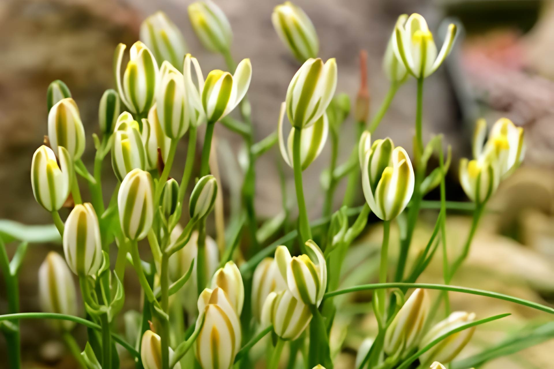 Loài cây 'canh cửa' mang sinh khí, tỏa hương thơm ngát về đêm