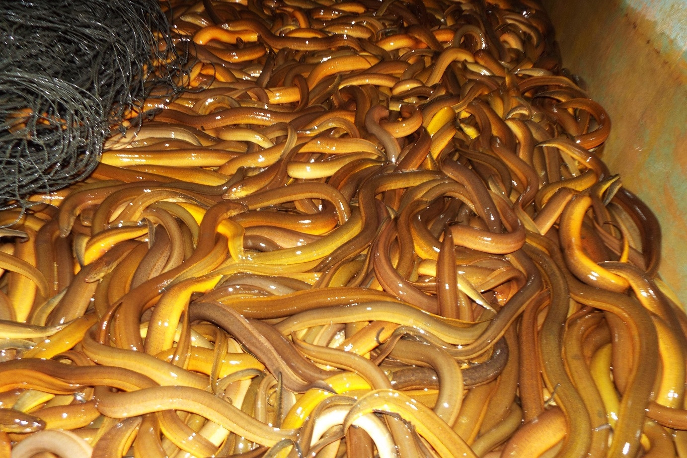 Nuôi lươn không cần bùn, nông dân Hà Tĩnh bỏ túi trăm triệu mỗi năm