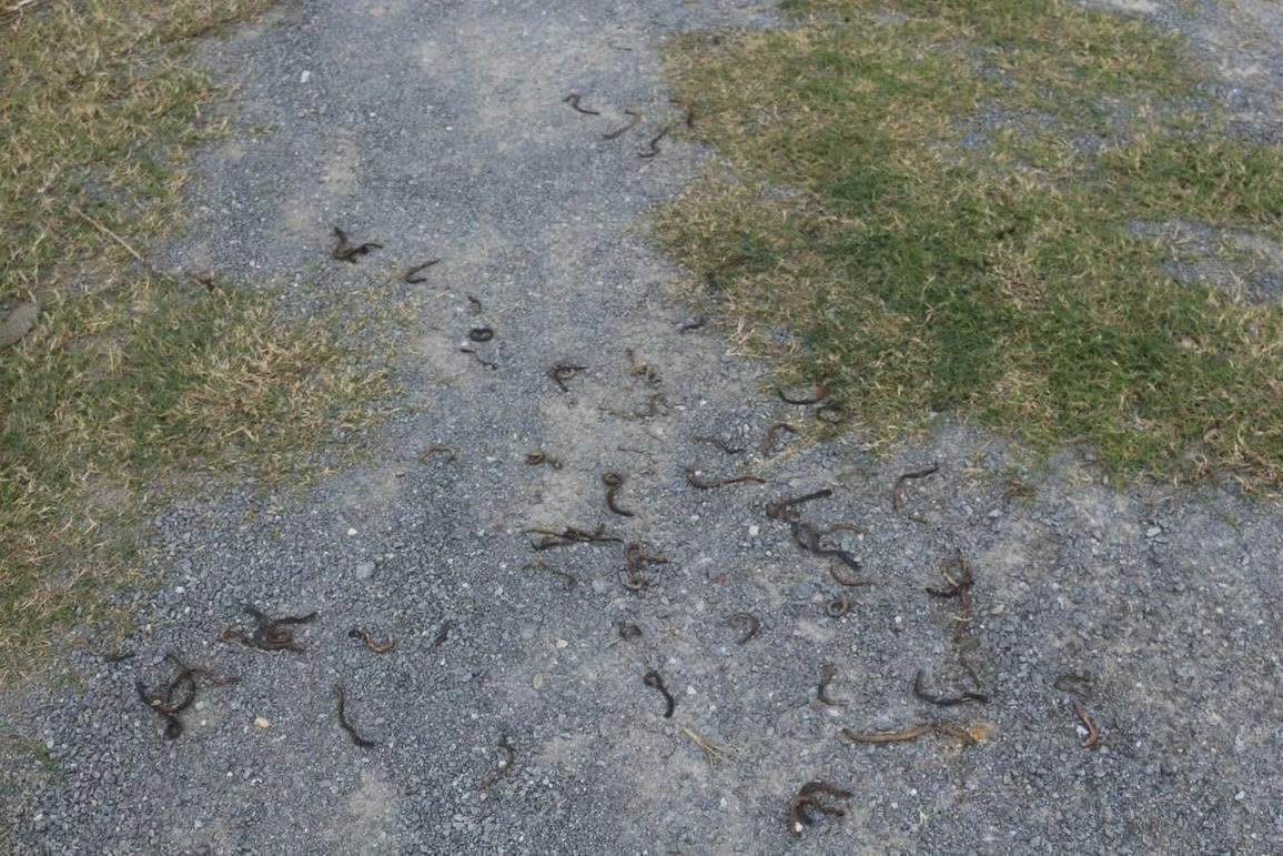 Cảnh tượng giun đất bất ngờ bò lên mặt đường rồi chết khô hàng loạt