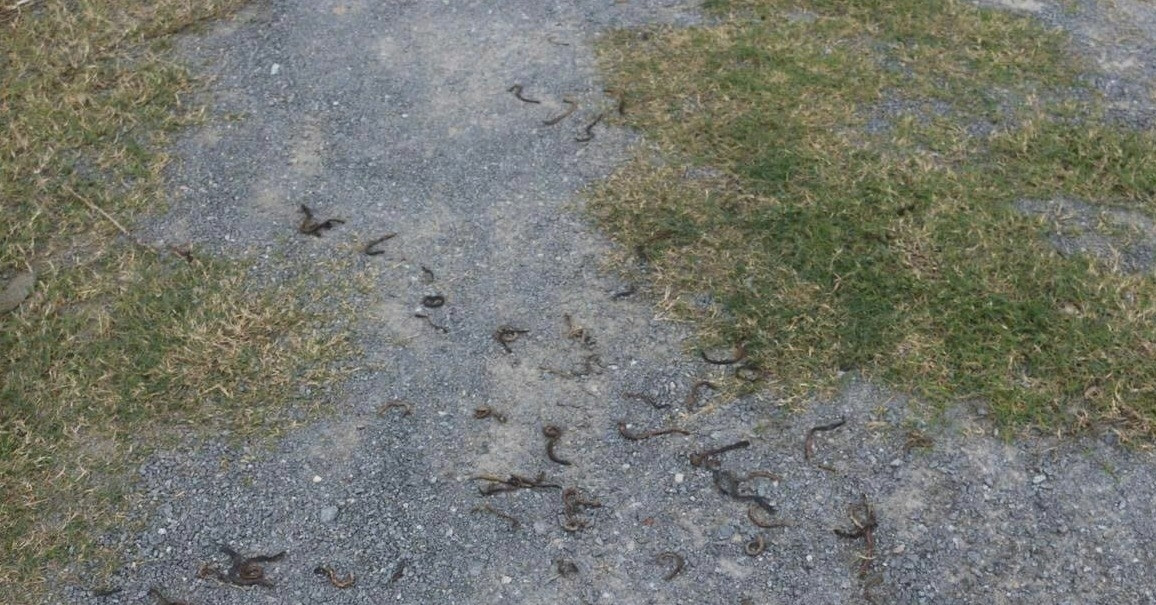 Cảnh tượng giun đất bất ngờ bò lên mặt đường rồi chết khô hàng loạt