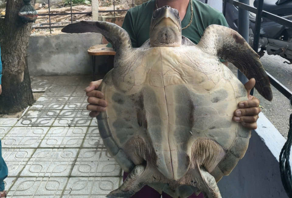 Đồi mồi dứa quý hiếm nặng 17kg mắc vào lưới đánh cá ở Đà Nẵng