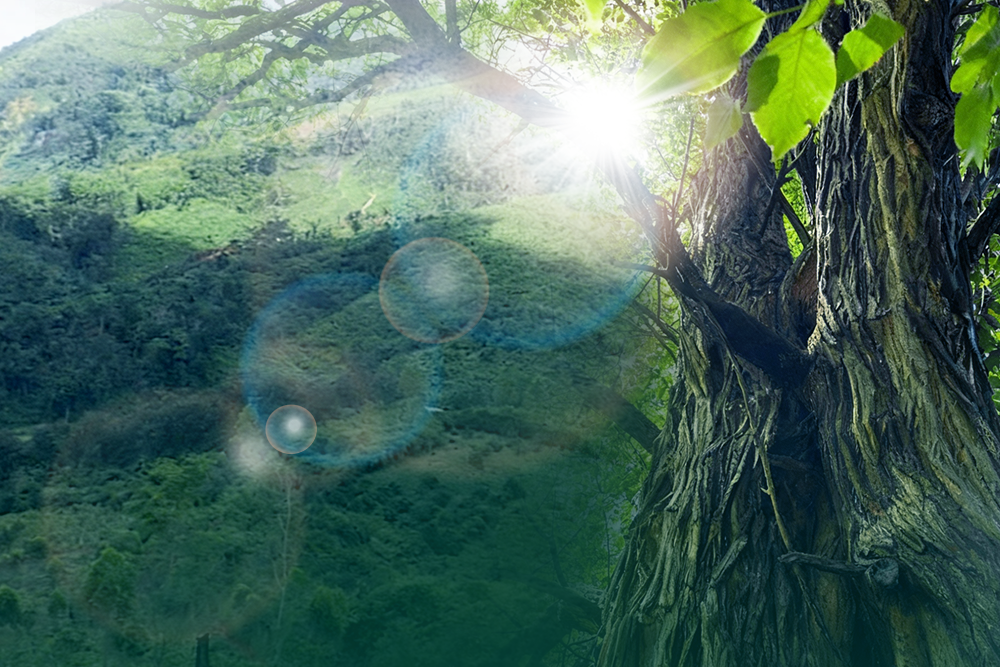 Gia Lai: Phát huy lợi thế ‘rừng vàng’ vì mục tiêu phát triển bền vững