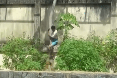 Nam thiếu niên bị sư tử tấn công kinh hoàng khi cố leo vào chuồng