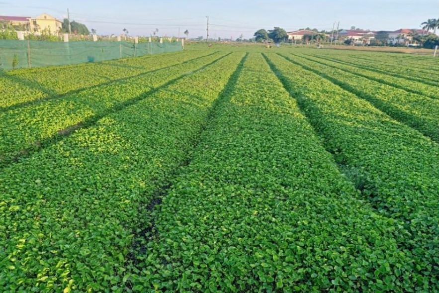 Rau má hữu cơ: Thay đổi tư duy, xây dựng nông thôn mới xanh - sạch - bền vững