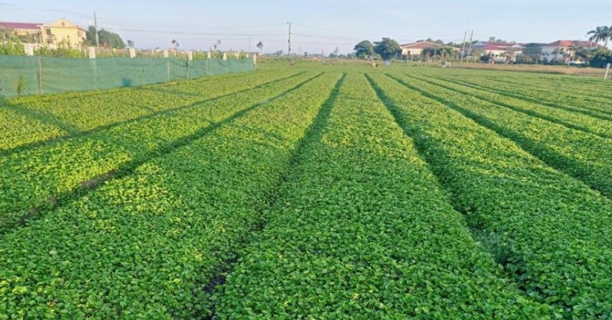 Rau má hữu cơ: Thay đổi tư duy, xây dựng nông thôn mới xanh - sạch - bền vững