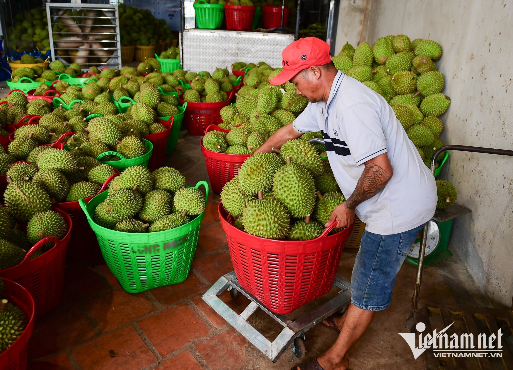 sau rieng nguyen hue 86 294.jpg