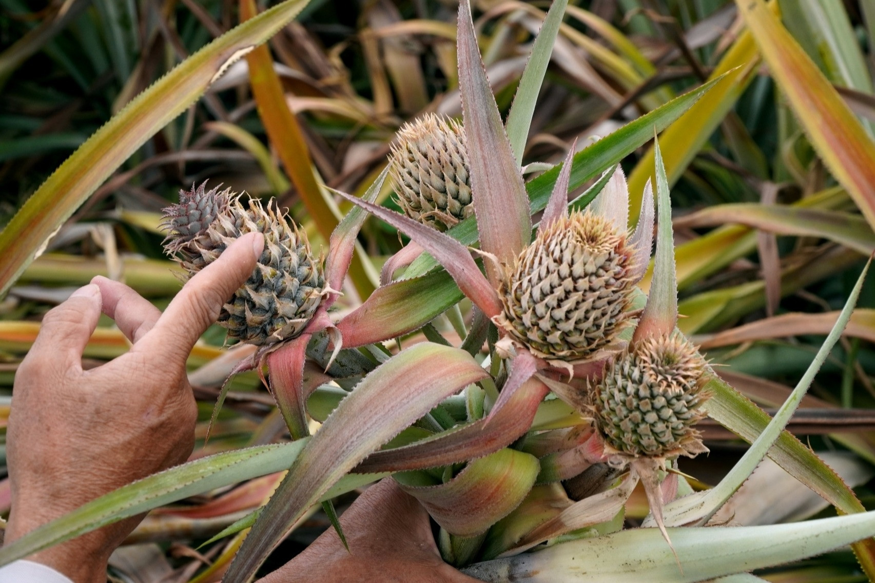 'Thủ phủ' dứa Thanh Hóa lao đao: Cây đang xanh bỗng chết hàng loạt
