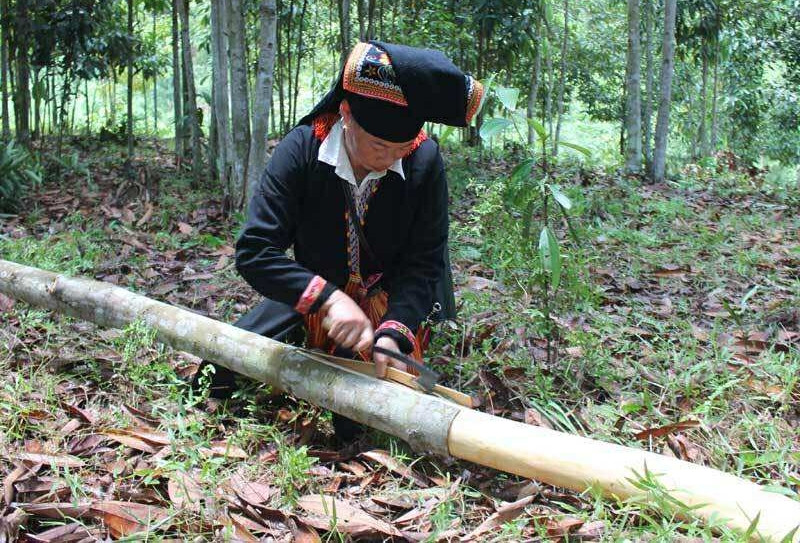 Thứ vỏ cây khô của đồng bào miền núi được các nước thích mê, đem về 6.500 tỷ