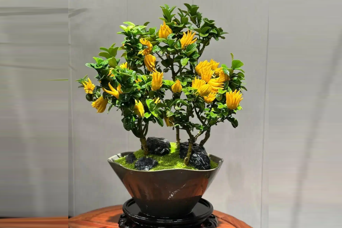 Vì sao Phật thủ được chuộng trong phong thủy Á Đông?