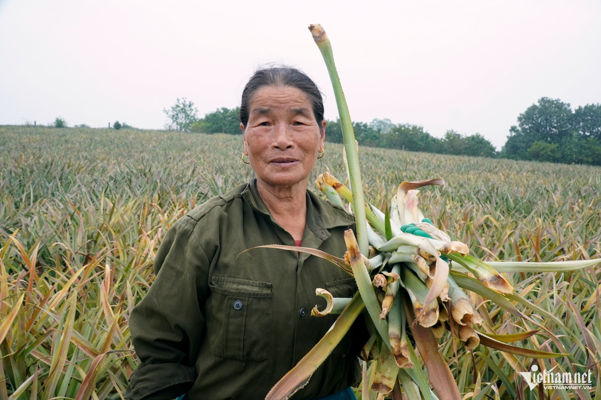 W-a2Hàng chục hecta dứa ở Thanh Hóa.JPG.jpg