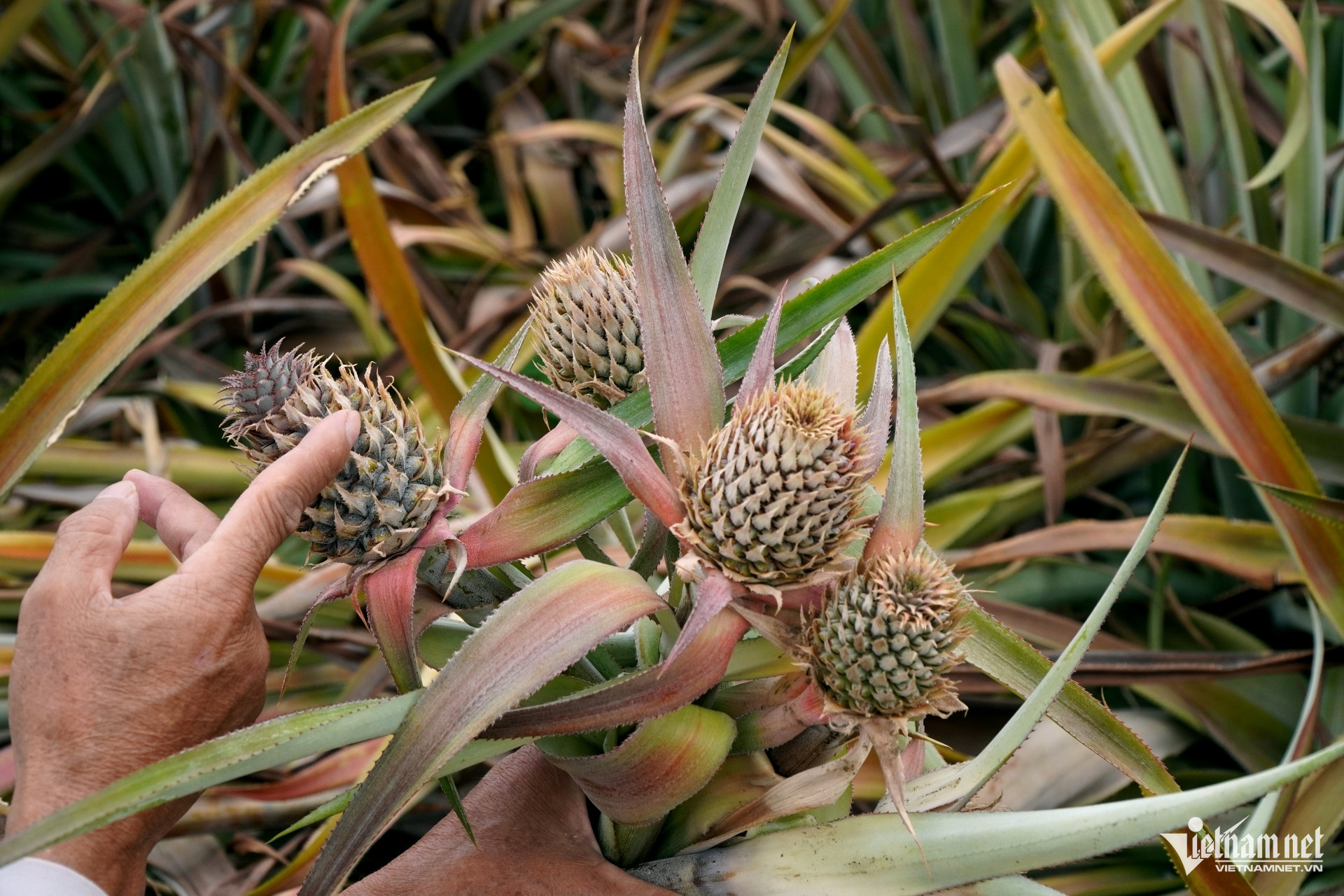 W-a3Hàng chục hecta dứa ở Thanh Hóa.JPG.jpg