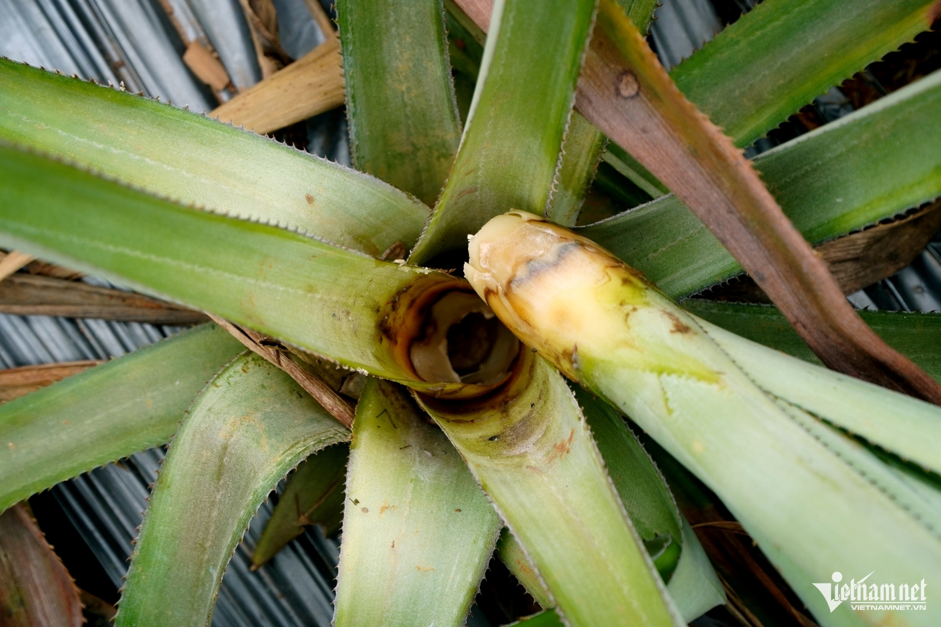 W-a4Hàng chục hecta dứa ở Thanh Hóa.JPG.jpg