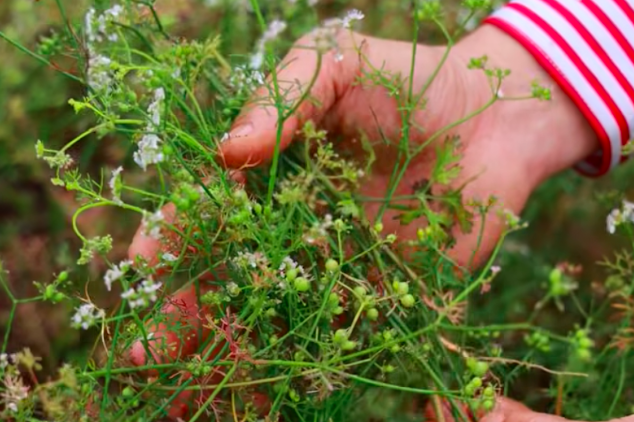 Loại rau thơm quen thuộc là vị thuốc trị cảm, giúp ngủ ngon