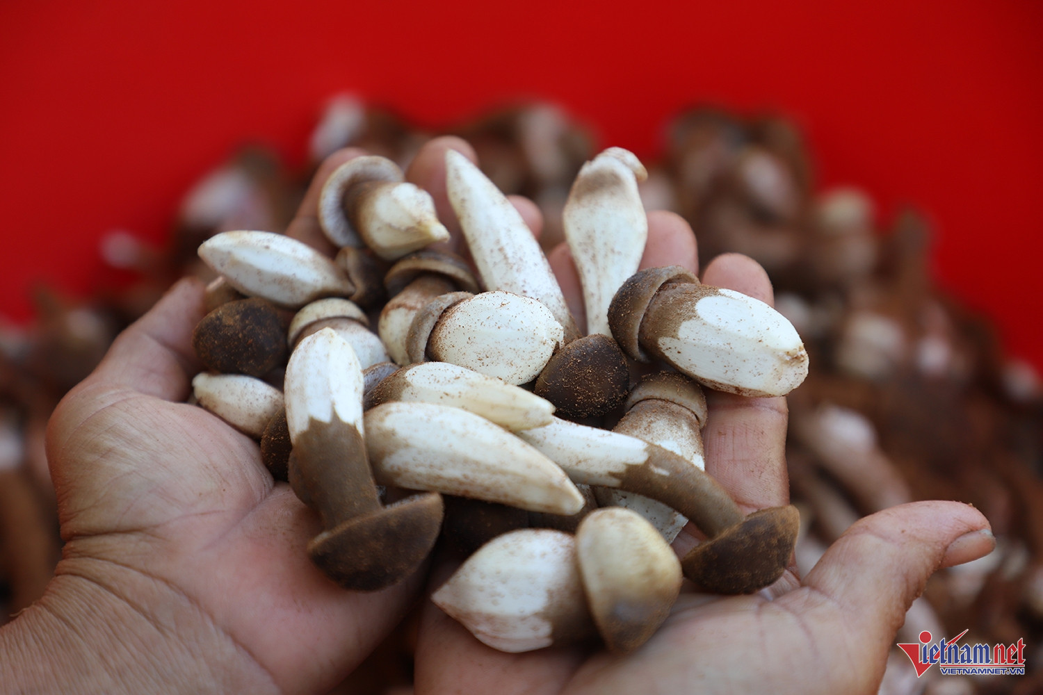 W-trồng nấm 3.JPG.jpg